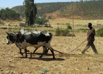 Alerte sur la situation humanitaire en Ethiopie