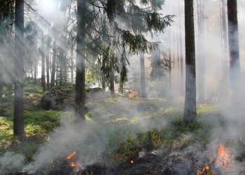 Incendies en Gironde : les deux feux sont "stabilisés"