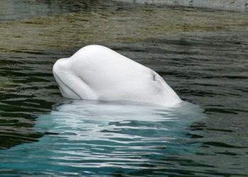 Béluga dans la Seine. opération exceptionnelle