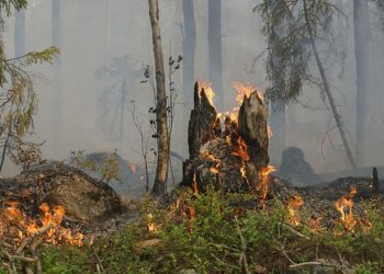 Vaste incendie en forêt de Brocéliande