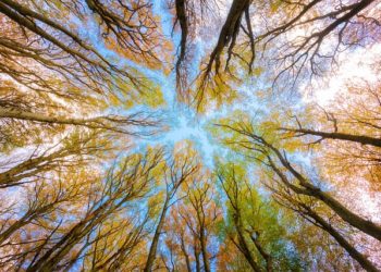 Animation « La forêt séméacaise et ses merveilles » Dimanche 28 août