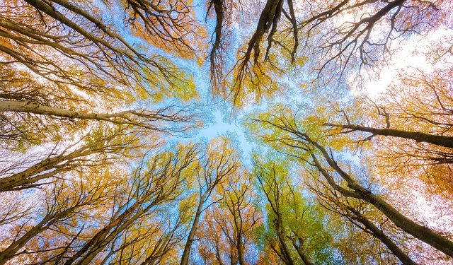 Animation « La forêt séméacaise et ses merveilles » Dimanche 28 août