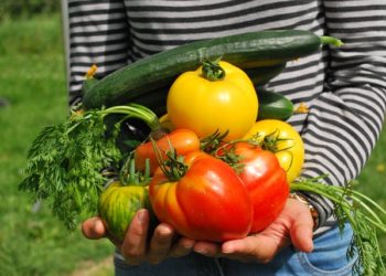 VIDÉO. Les conseils d'un jardinier face à la sécheresse