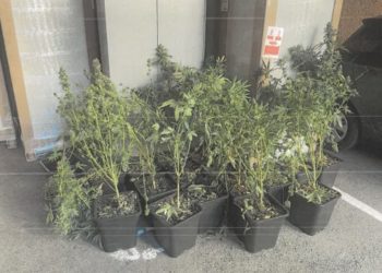 d’une salle de cannabiculture contenant 18 pieds de cannabis ainsi que 76 grammes d’herbe de cannabis séchée. Lors de ses auditions, le mis en cause reconnaissait être l’auteur des violences commises sur le plaignant et reconnaissait s’adonner à la culture et à la vente de cannabis depuis janvier 2022. À l’issue de la prolongation de la mesure de garde à vue, celui-ci a été déféré, placé sous mandat de dépôt à la maison d’arrêt de Tarbes et devra répondre de ses actes devant la justice.