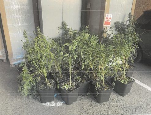 d’une salle de cannabiculture contenant 18 pieds de cannabis ainsi que 76 grammes d’herbe de cannabis séchée. Lors de ses auditions, le mis en cause reconnaissait être l’auteur des violences commises sur le plaignant et reconnaissait s’adonner à la culture et à la vente de cannabis depuis janvier 2022. À l’issue de la prolongation de la mesure de garde à vue, celui-ci a été déféré, placé sous mandat de dépôt à la maison d’arrêt de Tarbes et devra répondre de ses actes devant la justice.