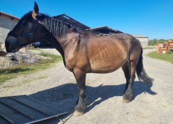 Un homme en garde à vue pour maltraitance animale