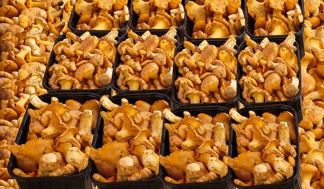 Toujours pas de cèpes ou de girolles au marché Marcadieu à Tarbes