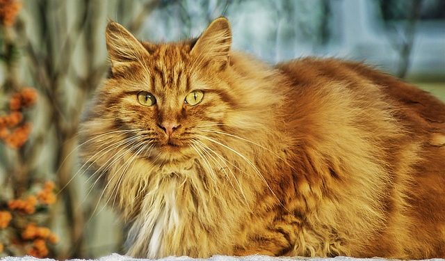 Des chiens, des chats et des volailles au Parc des expositions de Tarbes