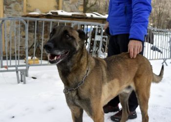 Dans le blizzard, les gendarmes retrouvent un homme disparu dans les Pyrénées