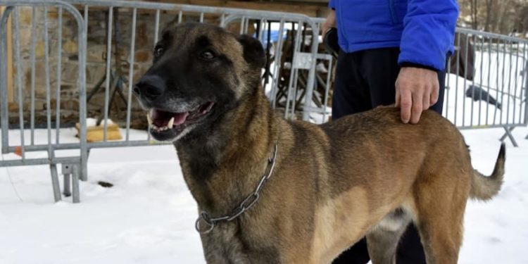 Dans le blizzard, les gendarmes retrouvent un homme disparu dans les Pyrénées