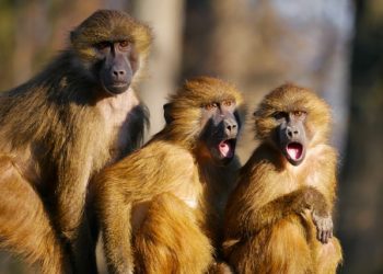 Étudier les babouins et comprendre ce qui fait de nous des primates à part