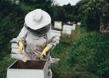 La fin du néonicotinoïde, un soulagement pour les apiculteurs