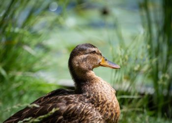 La grippe aviaire aux portes de Toulouse