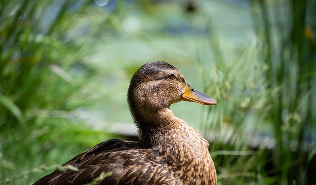 La grippe aviaire aux portes de Toulouse