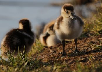 Soupçon d'un nouveau foyer de grippe Aviaire en Ariège