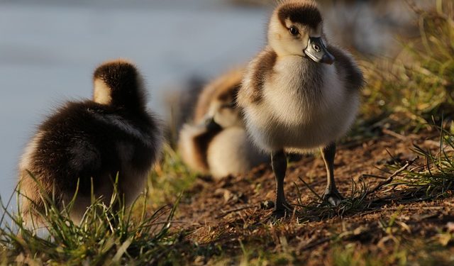 Soupçon d'un nouveau foyer de grippe Aviaire en Ariège