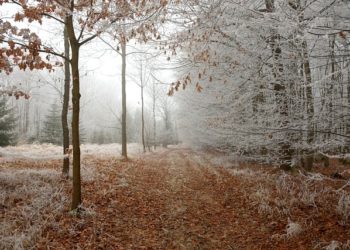 Des flocons de neige toute la journée ce vendredi à Tarbes