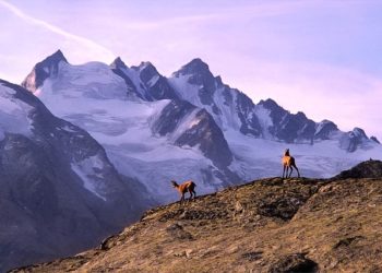 Comment évolueront nos glaciers au cours du 21e siècle ? Dans une nouvelle étude à paraitre le 6 janvier dans la revue Science, une équipe internationale, comprenant des scientifiques du CNRS et de l’Université Paul Sabatier Toulouse III, révèle une perte de masse des glaciers plus forte que celles jusqu’alors prévues. Les petits glaciers sont les plus menacés Selon leurs travaux, cette perte augmente de 14% à 23% par rapport aux précédentes projections, notamment celles ayant alimenté le dernier rapport du GIEC. La majorité des glaciers de notre planète sont des petits glaciers, inférieurs à 1 km2, ce sont les plus touchés par cette perte de masse. Disparition et hausse du niveau de la mer Ainsi, selon le scénario avec une limitation de la hausse des températures à 1,5°C, 49% des glaciers du monde, dont tous les petits, sont malgré tout appelés à disparaitre d’ici 2100, provoquant alors une hausse de 9 cm du niveau de la mer. Dans cette hypothèse, les plus gros glaciers sont également impactés, sans pour autant disparaître. Si la hausse des températures atteignait les 4°C, petits et gros seraient touchés et 80% des glaciers seraient alors amenés à disparaitre, avec une élévation du niveau des mers de 15,4 cm. Pour parvenir à ces résultats, les scientifiques se sont appuyés sur les observations d’une étude ayant quantifié les pertes de masse des glaciers du monde, généralisées et accélérées entre 2000 et 2019. Ces précédentes informations ont permis de calibrer le modèle mathématique, conçu dans le cadre de cette nouvelle publication, un par un pour les 200 000 glaciers présents sur Terre. De plus, le modèle prend désormais en compte des processus jusqu’alors non représentés, tels que les pertes de masse liées au vêlage d'icebergs et l’effet d'une couverture de débris en surface du glacier. Les pertes de masse des plus grands glaciers, comme ceux d’Alaska, de l’Arctique canadien ou autour de l’Antarctique, clefs pour la montée future du niveau des mers, pourraient encore être limitées avec la mise en place de mesures pour contenir l’augmentation des températures.