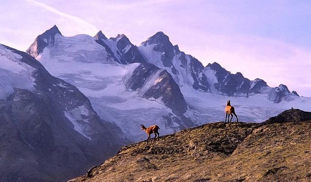 Comment évolueront nos glaciers au cours du 21e siècle ? Dans une nouvelle étude à paraitre le 6 janvier dans la revue Science, une équipe internationale, comprenant des scientifiques du CNRS et de l’Université Paul Sabatier Toulouse III, révèle une perte de masse des glaciers plus forte que celles jusqu’alors prévues. Les petits glaciers sont les plus menacés Selon leurs travaux, cette perte augmente de 14% à 23% par rapport aux précédentes projections, notamment celles ayant alimenté le dernier rapport du GIEC. La majorité des glaciers de notre planète sont des petits glaciers, inférieurs à 1 km2, ce sont les plus touchés par cette perte de masse. Disparition et hausse du niveau de la mer Ainsi, selon le scénario avec une limitation de la hausse des températures à 1,5°C, 49% des glaciers du monde, dont tous les petits, sont malgré tout appelés à disparaitre d’ici 2100, provoquant alors une hausse de 9 cm du niveau de la mer. Dans cette hypothèse, les plus gros glaciers sont également impactés, sans pour autant disparaître. Si la hausse des températures atteignait les 4°C, petits et gros seraient touchés et 80% des glaciers seraient alors amenés à disparaitre, avec une élévation du niveau des mers de 15,4 cm. Pour parvenir à ces résultats, les scientifiques se sont appuyés sur les observations d’une étude ayant quantifié les pertes de masse des glaciers du monde, généralisées et accélérées entre 2000 et 2019. Ces précédentes informations ont permis de calibrer le modèle mathématique, conçu dans le cadre de cette nouvelle publication, un par un pour les 200 000 glaciers présents sur Terre. De plus, le modèle prend désormais en compte des processus jusqu’alors non représentés, tels que les pertes de masse liées au vêlage d'icebergs et l’effet d'une couverture de débris en surface du glacier. Les pertes de masse des plus grands glaciers, comme ceux d’Alaska, de l’Arctique canadien ou autour de l’Antarctique, clefs pour la montée future du niveau des mers, pourraient encore être limitées avec la mise en place de mesures pour contenir l’augmentation des températures.