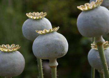Birmanie : forte hausse de la production d'opium
