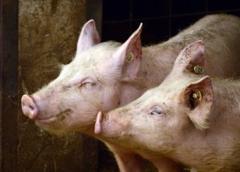 Mort de 200 cochons dans l’incendie d’une ferme