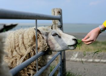 Découvrez qui sont les bergers qui représenteront l'Occitanie au salon de l'agriculture de Paris
