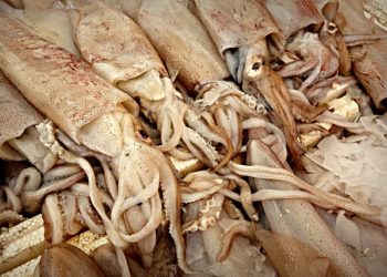 Un calamar géant filmé au Japon