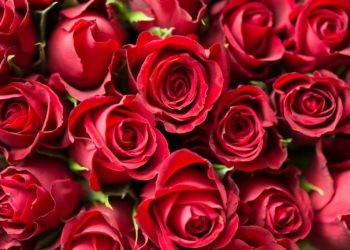 Saint Valentin - offrir des fleurs malgré la crise ?