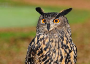 A la découverte des chants des 81 oiseaux recensés à Séméac