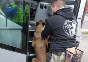 A la recherche de drogue et d'armes, comment les gendarmes contrôlent les bus longues distances