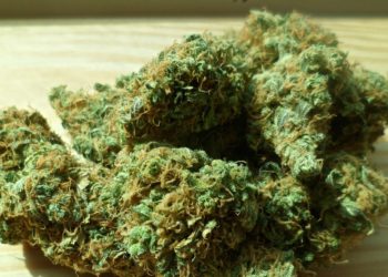 Toulouse - le dealer faisait la publicité de ses drogues sur internet