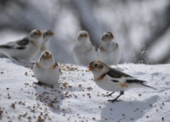 Des températures inférieures aux normales de saison mais pas de neige à Tarbes cette semaine