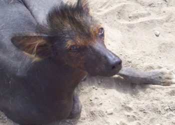 Animaux : Bobi, 30 ans, sacré le chien le plus vieux du monde