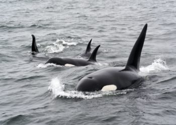 Le bateau d'un breton attaqué par des Orques au large de Gibraltar