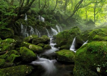 "Protéger les zones humides, c'est protéger la biodiversité"