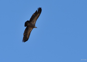 Pyrénées : condamné pour avoir tué 2 Vautours fauve