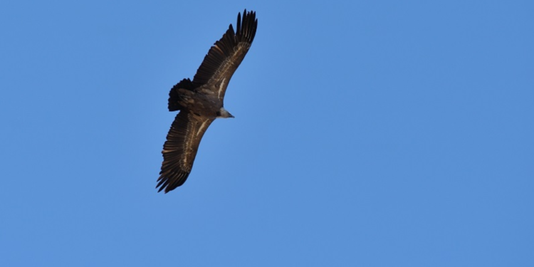Pyrénées : condamné pour avoir tué 2 Vautours fauve