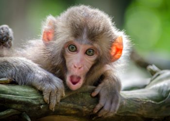 Abu, bébé singe, a pris une chatte pour mère de substitution