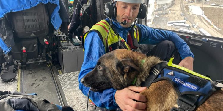 Sniper, chien d'avalanches, recrue de choc des gendarmes des Hautes Pyrénées