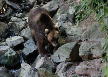 76 Ours vivent dans les Pyrénées
