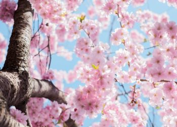 Météo Printanière pour cette première semaine de Printemps à Tarbes