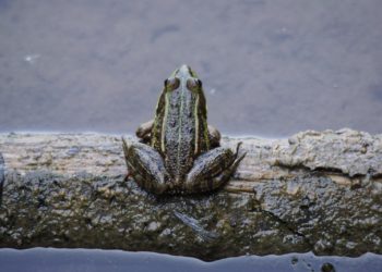 Météo à Tarbes, une semaine de contrastes annoncée par Météo France