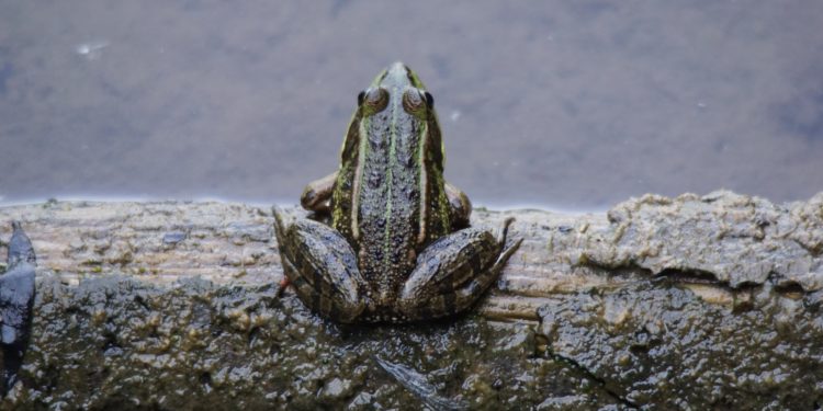 Météo à Tarbes, une semaine de contrastes annoncée par Météo France