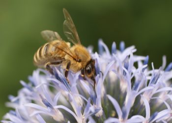 Deux rendez vous avec les abeilles à Séméac cette semaine