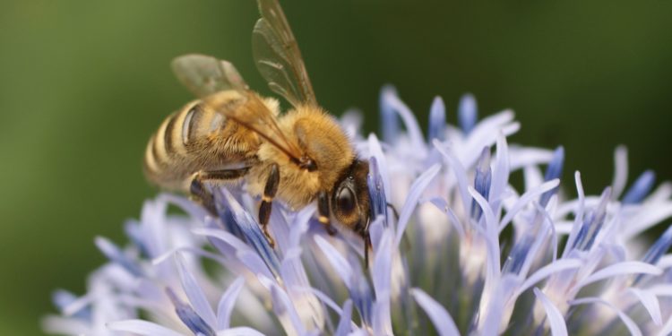 Deux rendez vous avec les abeilles à Séméac cette semaine