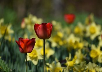 Hausse des températures, soleil, chaleurs et orages, la météo de la semaine à Tarbes