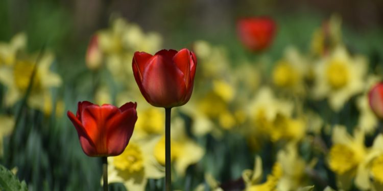 Hausse des températures, soleil, chaleurs et orages, la météo de la semaine à Tarbes