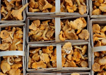 Girolles, pêches et salades en vedette au marché Marcadieu ce jeudi à Tarbes