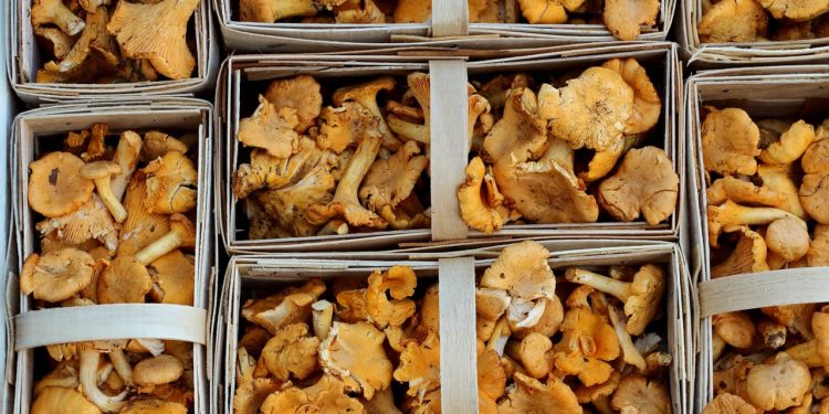 Girolles, pêches et salades en vedette au marché Marcadieu ce jeudi à Tarbes