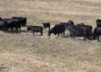 La sécheresse en Europe alimente la désinformation